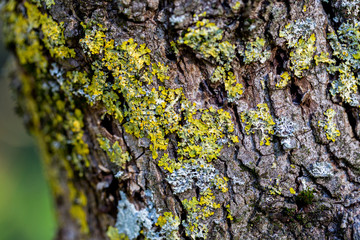 wooden textured background with damages and moss