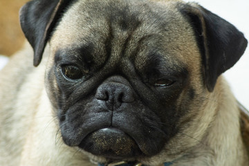 pug