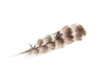 An owl feather isolated on white © Vaceslav Romanov