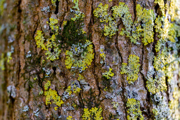 wooden textured background with damages and moss
