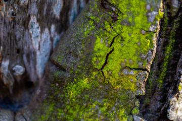 wooden textured background with damages and moss