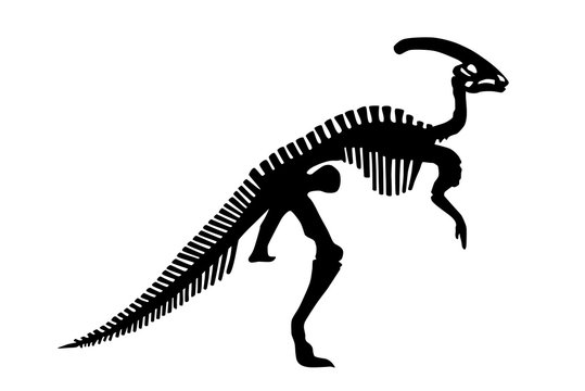 Download 597 Best Parasaurolophus Fossil Images Stock Photos Vectors Adobe Stock