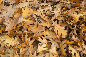 Carpet of oak dried leaves