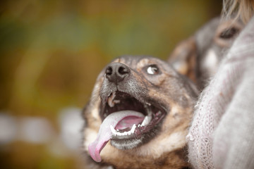 Funny dog, defocused photo. Smiling happy dog with open mouth
