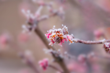 Icy and snowy petals and buds on a shrub.