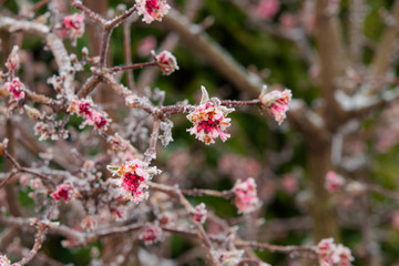 Icy and snowy petals and buds on a shrub.