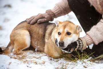Unhappy stray dog. Helping homeless dog