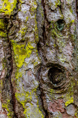 wooden textured background with damages and moss