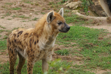 A Spotted hyena (crocuta crocuta)