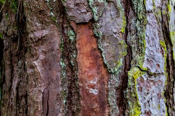 wooden textured background with damages and moss