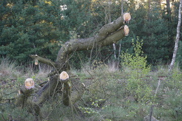 Forstarbeit / Abgesägter Baum