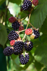 Ripe blackberries on a branch. Delicious black berry growing on the bushes. 