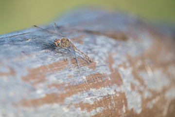 Libellula sulla staccionata