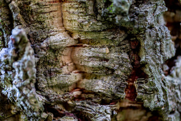 wooden textured background with damages and moss