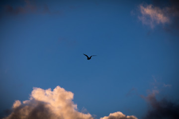 seagull flying in the sky