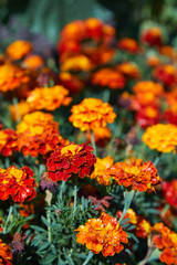 Obraz na płótnie Canvas Bright wet orange and yellow marigold flowers closeup with rain drops. Blackbringer flowerbed, copy space (Tagetes erecta, Mexican, Aztec or African marigold)