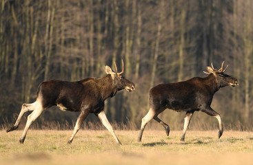 Moose/ Elk (Alces alces) close up