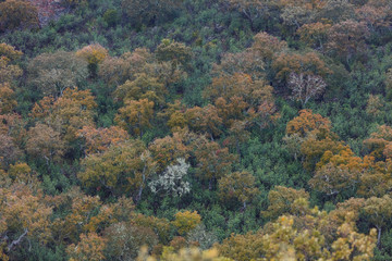 Mediterranean forest, Sierra de San Pedro, Cáceres, Extremadura, Spain, Europe