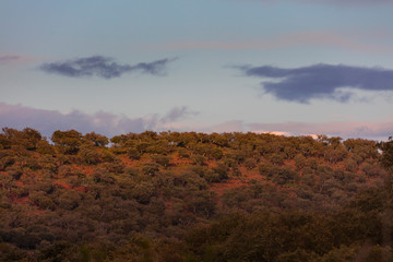 Mediterranean forest, Sierra de San Pedro, Cáceres, Extremadura, Spain, Europe