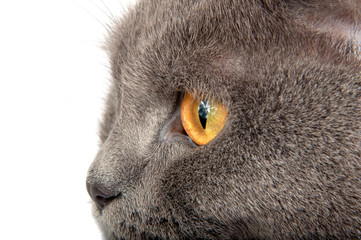 Pretty fluffy blue gray british cat isolated on the white