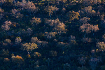 Fototapeta na wymiar Mediterranean forest, Sierra de San Pedro, Cáceres, Extremadura, Spain, Europe