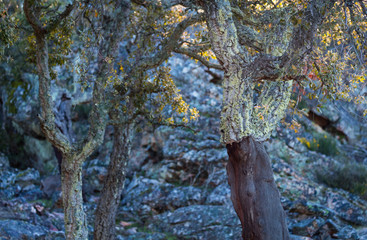 CORK OAK - ALCORNOQUE (Quercus suber), Mediterranean forest, Sierra de San Pedro, Cáceres,...