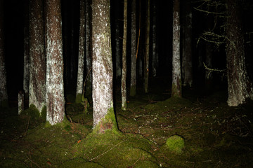 Tree trunks in the night
