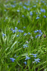 Scilla Siberica or Blue Snowdrop - spring blue flowers. First spring bluebells. Background