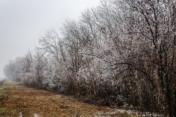 Shrubs deciduous plants - Prinus spinosa, covered with frost