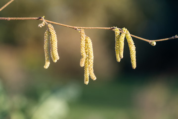 Mature male catkins on a Hazel tree (corylus avellana).