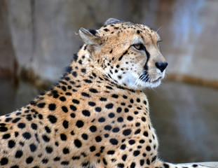 Cheetah