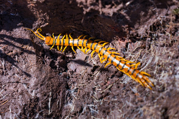 CENTIPEDE - ESCOLOPENDRA, Mediterranean forest, Sierra de San Pedro, Cáceres, Extremadura, Spain, Europe