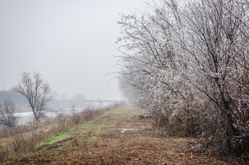 Shrubs deciduous plants - Prinus spinosa, covered with frost 