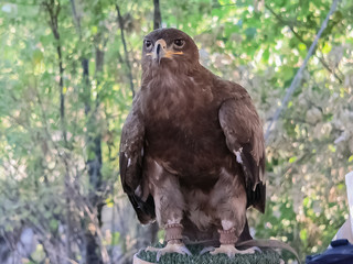 Birds of Prey Exhibition