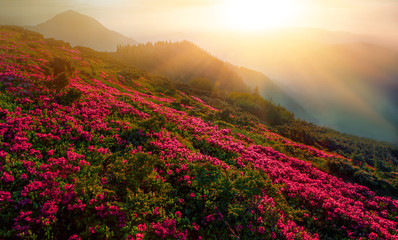 Fototapeta na wymiar spring flowers in mountains, wpnderful morning sunrise landscape with blooming pink rhododendrons on slope of mountains