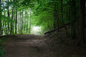 Forest trail 2