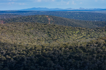 Mediterranean forest, Sierra de San Pedro, Cáceres, Extremadura, Spain, Europe