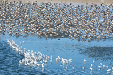Seagulls and geese