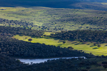 Mediterranean forest, Sierra de San Pedro, Cáceres, Extremadura, Spain, Europe