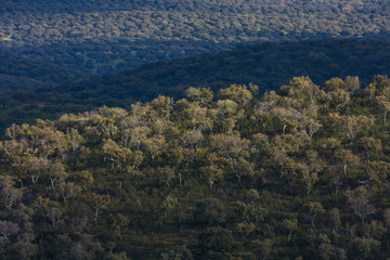 Mediterranean forest, Sierra de San Pedro, Cáceres, Extremadura, Spain, Europe