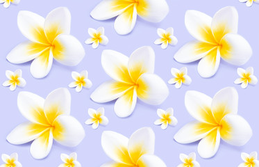 Creative pattern from beautiful white flowers frangipani plumeria alba on violet background.