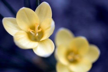 Close up shot of a crocus flower