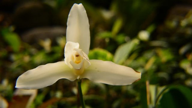Video Shot of the national flower of Guatemala, the Monja Blanca orchid.