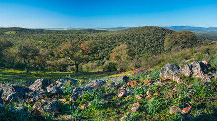Fototapeta na wymiar Mediterranean forest, Sierra de San Pedro, Cáceres, Extremadura, Spain, Europe