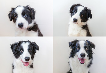 Puppy is growing. Collage of four funny portraits of cute smilling puppy dog border collie isolated on white background. New lovely member of family little dog. Pet care and animals concept.