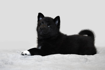 Cute little black puppy. Northern dog breed Russian-European Laika.
