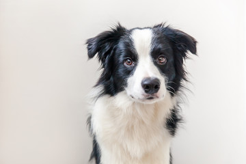 Funny studio portrait of cute smilling puppy dog border collie isolated on white background. New lovely member of family little dog gazing and waiting for reward. Funny pets animals life concept.