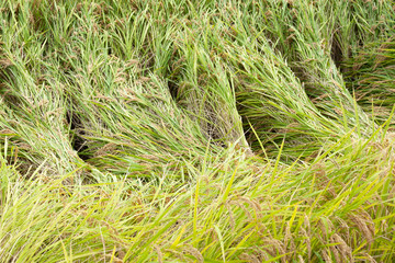 台風被害で倒れた収穫前の稲