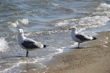 seagull on the beach