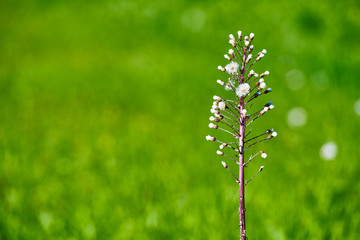 perennial sow-thistle on a green background